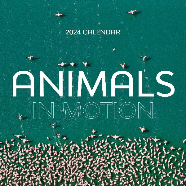 2024 Wall Calendar | Animals In Motion