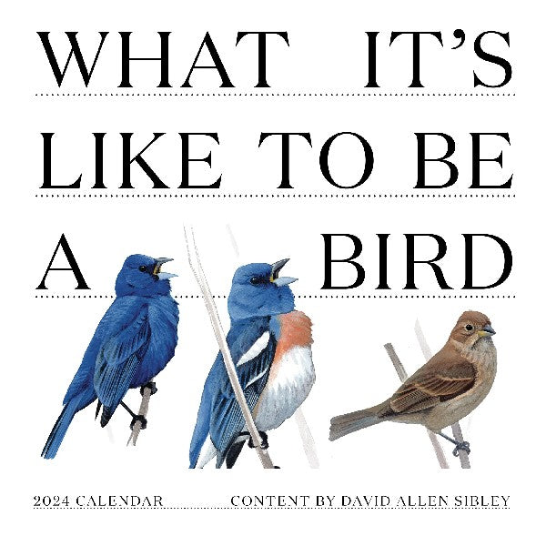 2024 Wall Calendar | Be A Bird