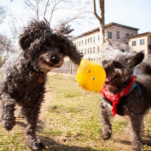 Lemon Fruit Squeaker Dog Toy