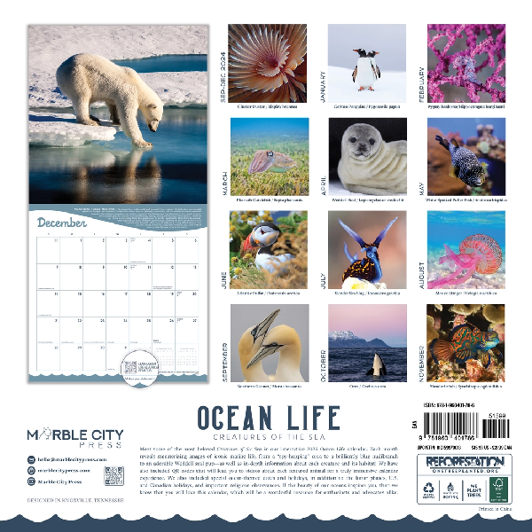 2025 Monthly Wall Calendar | Ocean Life