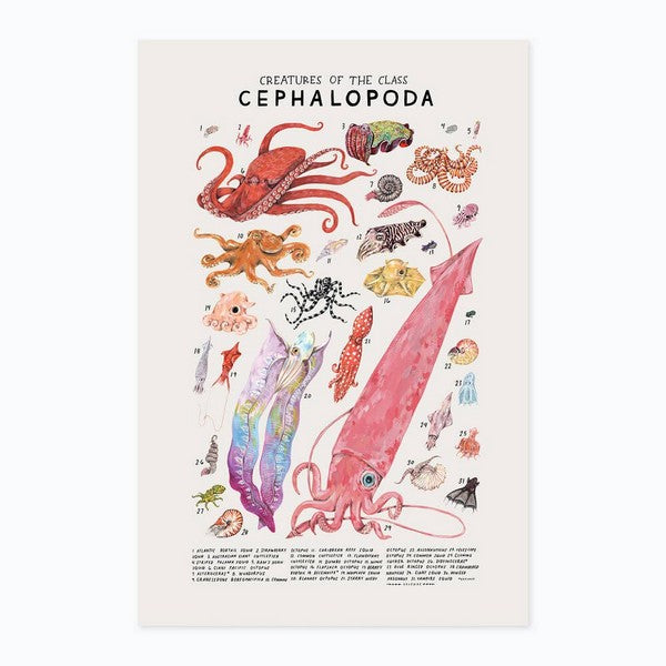 Creatures of the Order Cephalopoda Print 8x10