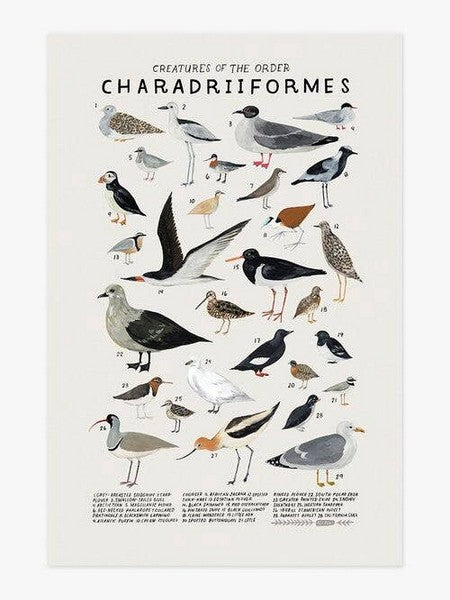 Creatures of the Order Charadriiformes Print 8x10