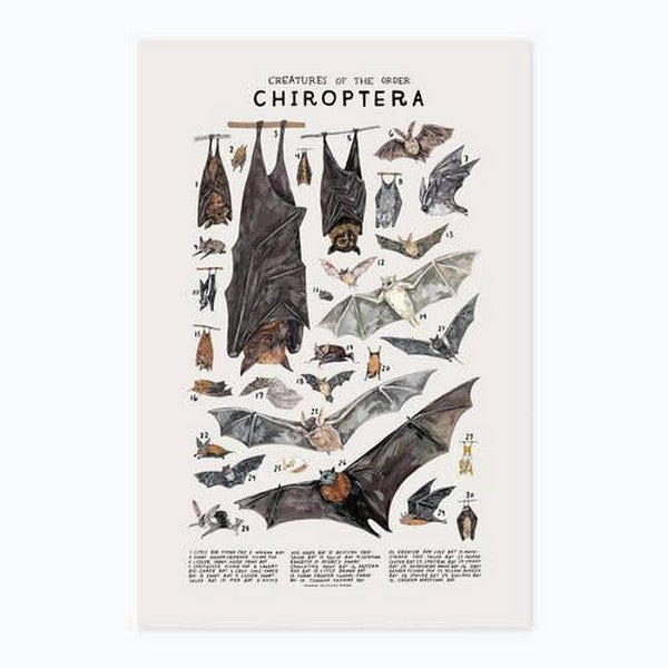 Creatures of the Order Chiroptera Print 8x10