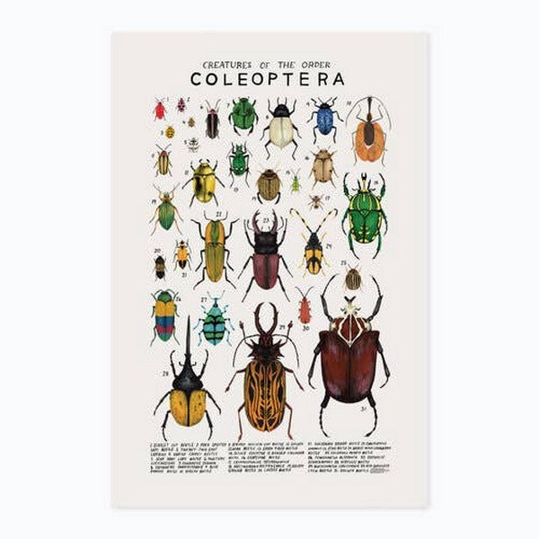 Creatures of the Order Coleoptera Print 8x10