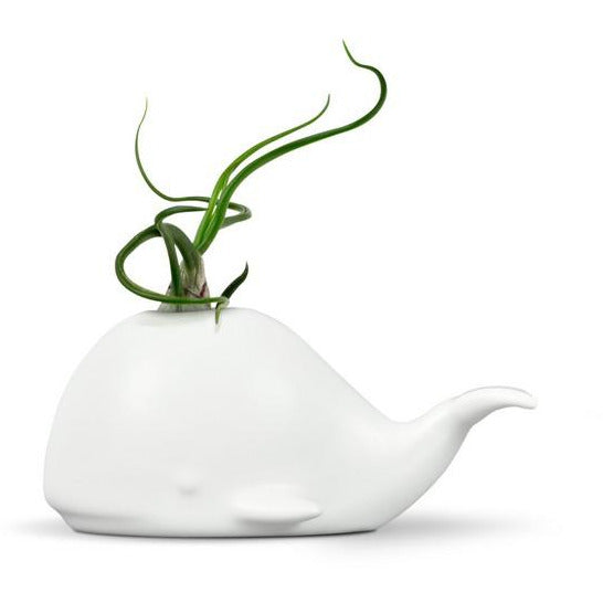 Fred & Friends Air Plant Holder | Whale