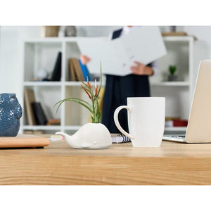 Fred & Friends Air Plant Holder | Whale