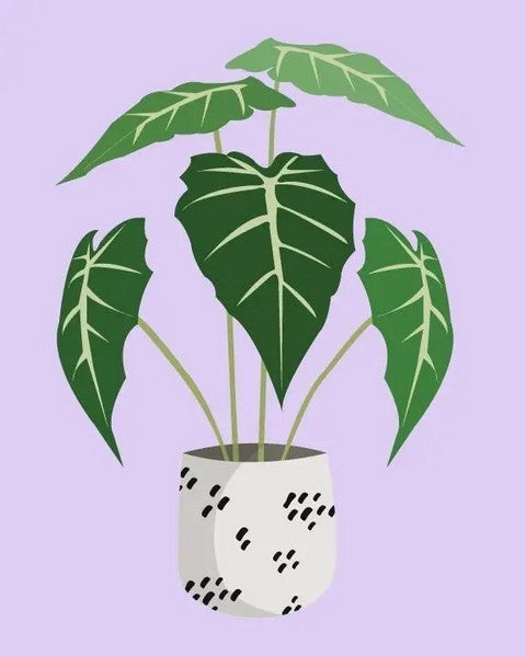 Pink Picasso Paint By Number Kit | Just Leafy