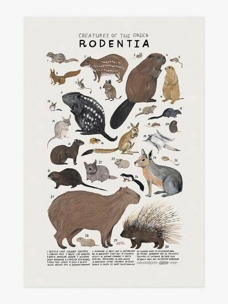 Creatures of the Order Rodentia Print 8x10