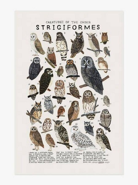 Creatures of the Order Strigiformes Print 8x10