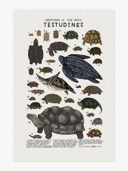 Creatures of the Order Testudines Print 8x10